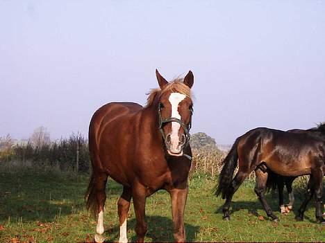 DSP Madonna - smukt efterår på folden oktober 05 billede 8