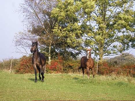 DSP Madonna - Dejligt med en rask løbetur - oktober 05 billede 9