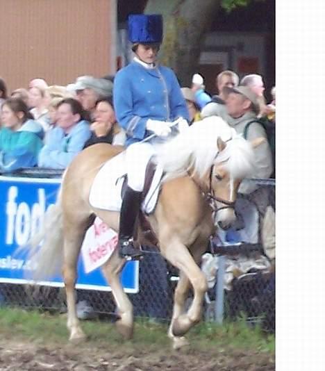 Tyroler Haflinger Harla (død maj 2007)  - Roskilde dyrskue (det store hesteshow) billede 1