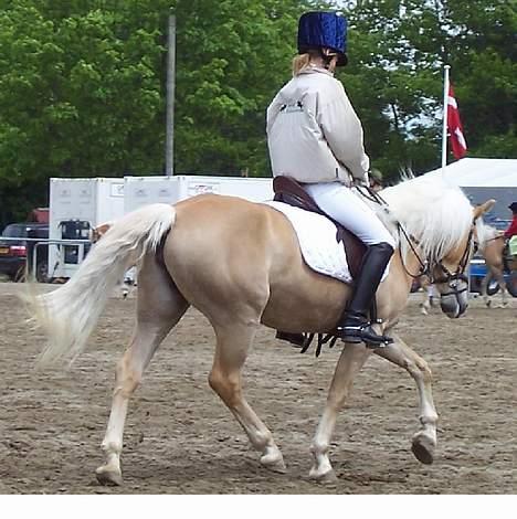 Tyroler Haflinger Harla (død maj 2007)  - Roskilde dyrskue (opvarmning til det store hesteshow) billede 3