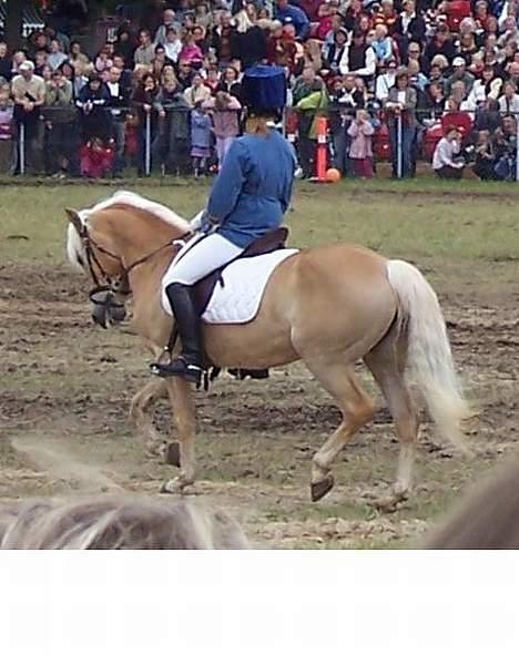 Tyroler Haflinger Harla (død maj 2007)  - Roskilde dyrskue (det store hesteshow) billede 4