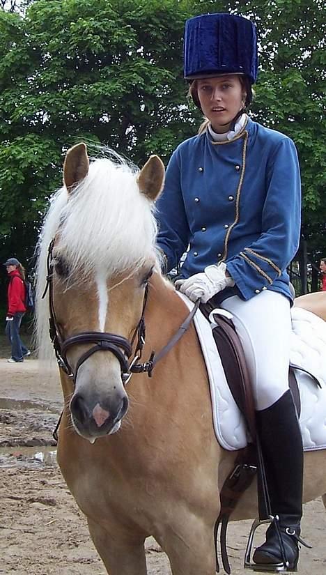 Tyroler Haflinger Harla (død maj 2007)  - Roskilde dyrskue (efter det store hesteshow) billede 5