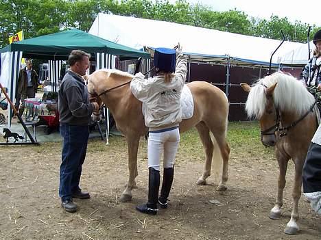 Tyroler Haflinger Harla (død maj 2007)  - Roskilde dyrskue (inden det store hesteshow) billede 9