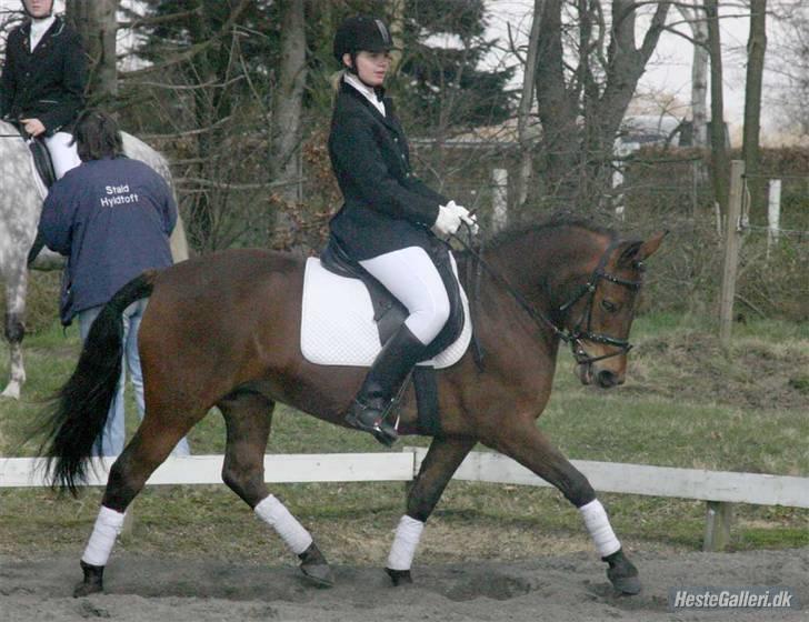 Anden særlig race Shagya (solgt) - Opvarmning til stævne på bsr.. fotograf Marianne E billede 5