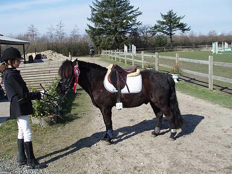 Anden særlig race Prins - Floot <3333 billede 2