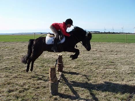Anden særlig race Prins - Se! Er han Ikk Dejlig ? <,3 Elsker Haam ! billede 4