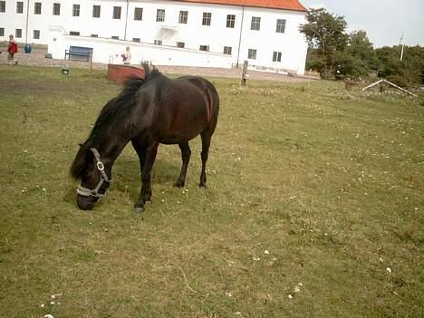Anden særlig race Prins - Er jeg ikke smuk foran vitskøl kloster?? he billede 7