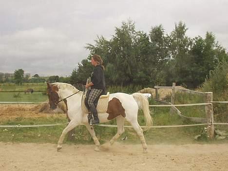 Pinto La Spottas Tara. SOLGT. billede 3