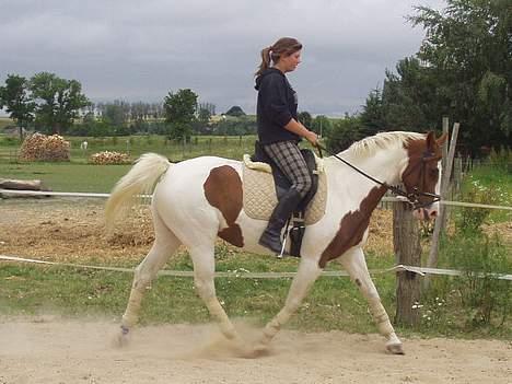 Pinto La Spottas Tara. SOLGT. billede 4