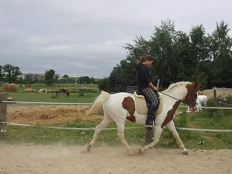 Pinto La Spottas Tara. SOLGT. billede 5
