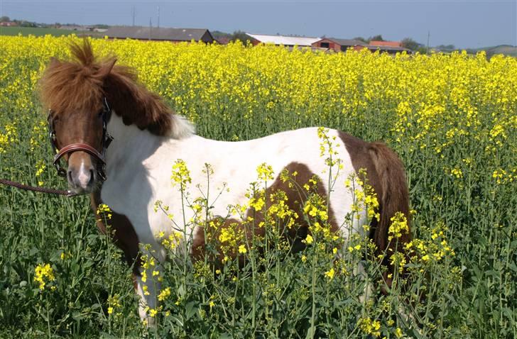 Anden særlig race Søgaards Beauty - I Rapsen 1. Maj 2009 billede 14