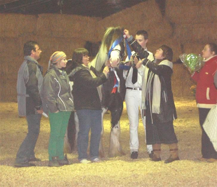 Irish Cob Igors Riain of April STER - Riain Best In Show januar 2008 billede 12