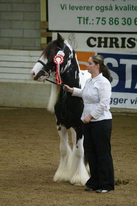 Irish Cob Igors Riain of April STER - Riain som fløjhingst til DTF´s forårskåring 2007 billede 13