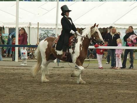 Irish Cob Igor's Lucky Luke SOLGT - Luke landsskuet i Herning 2005 billede 14