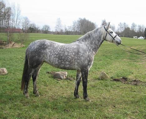 Connemara Baunely's Daphne - Opstillingsbillede. 11/3-07 billede 18