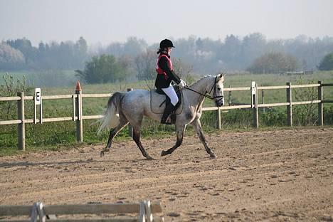 Connemara Fantacy *solgt* - Military Pony let. Her dressurafdelingen billede 4