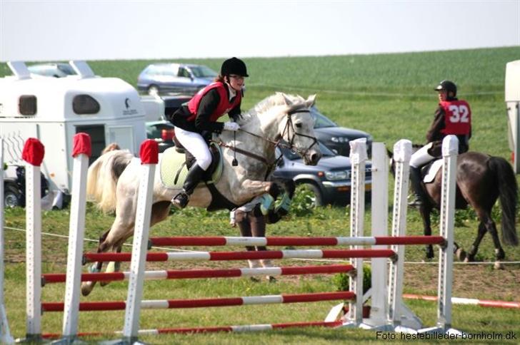 Connemara Fantacy *solgt* - CNCP1* billede 7