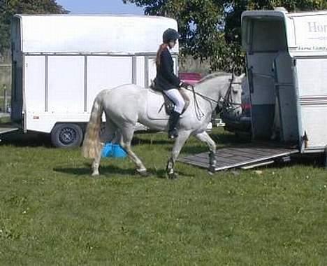 Connemara Skousboe Honey *solgt* billede 11