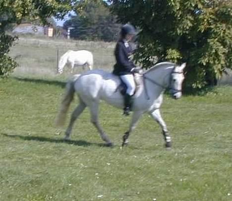 Connemara Skousboe Honey *solgt* billede 12