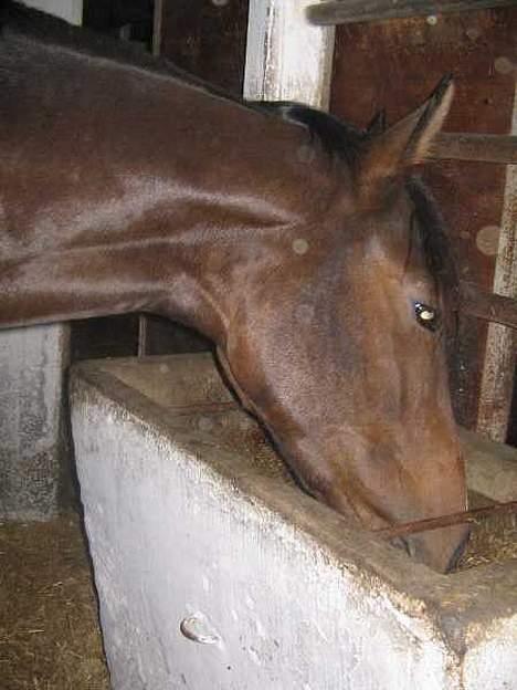 Dansk Varmblod Nørringholms LakostaSOLGT - Lakosta har et seriøst æde-problem, han ka ikk holde maden i munden :P . Tosse . <3 billede 5