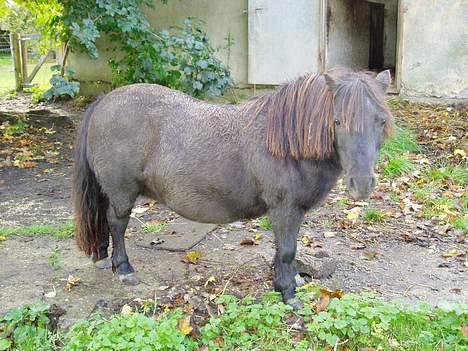 Shetlænder Mimmi - Hmmm... billede 1