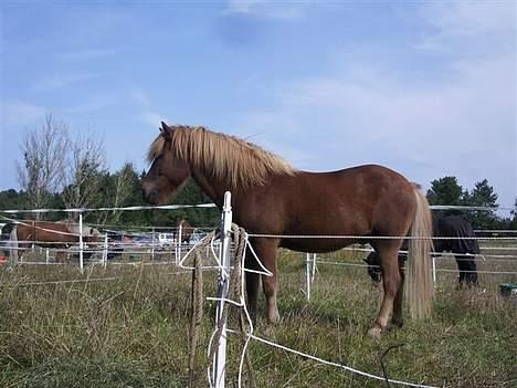 Islænder Snorri fra Skydebanegård - Snorri i stævne fold billede 6