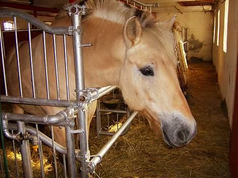 Fjordhest bell - min pony i boksen.. billede 1