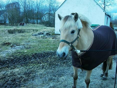 Fjordhest bell - mig og min skath Bell.... billede 2
