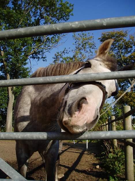 DSP Mon Dieu billede 2