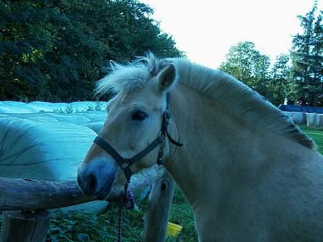 Fjordhest bell - hej! billede 5