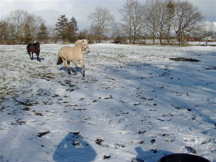 Fjordhest bell - Bell og Matador i sneen d.24 marts 08 billede 6