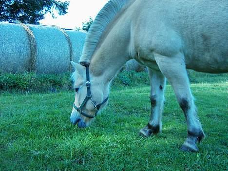 Fjordhest bell - umm billede 7