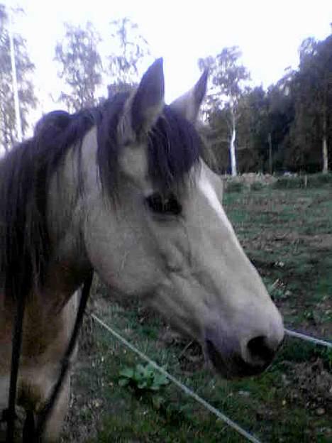 Connemara Mosens Rose Maree - 7/10-05 Hun er jo smuk billede 11