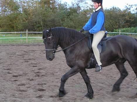Frieser Oliver fra friesenborg - en dejlig sensommeraften  billede 1