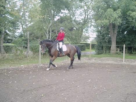 Dansk Varmblod Calypso Alsidig -  hun kan godt,, når hun gider... billede 7
