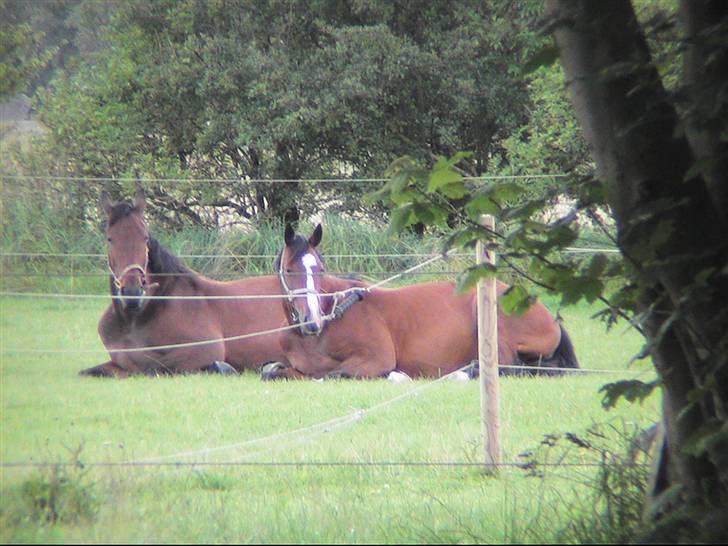 Dansk Varmblod Calypso Alsidig - vi ligger lige og hygger os billede 8