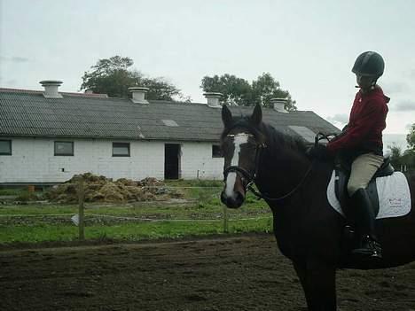 Dansk Varmblod Calypso Alsidig - "hvad venter vi på..?" billede 9