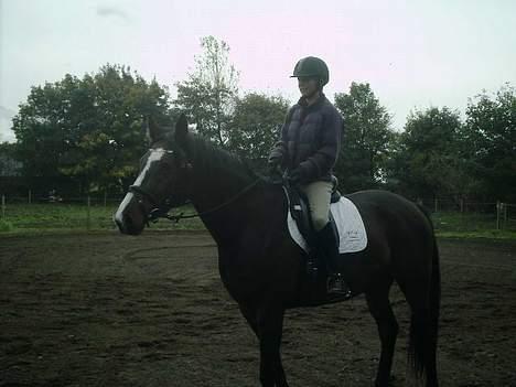 Dansk Varmblod Calypso Alsidig billede 10