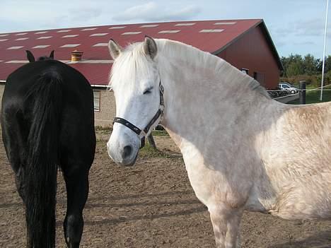 Anden særlig race Dunja -  Dunja billede 16