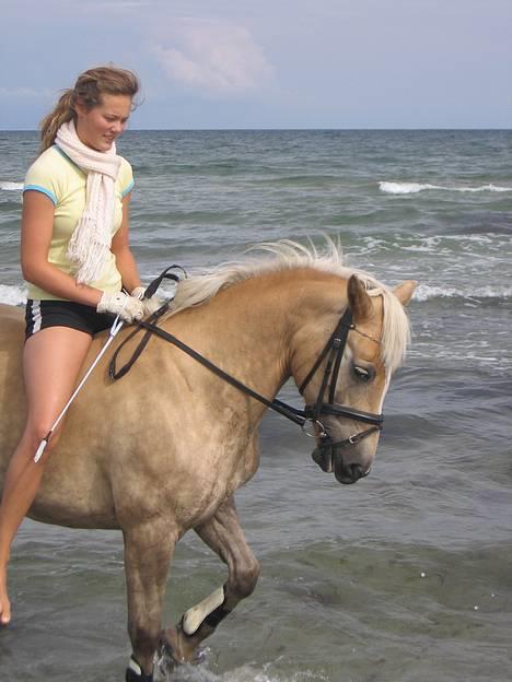 Haflinger Pilgrim - solgt - Smukke smukke haffer <3 billede 9