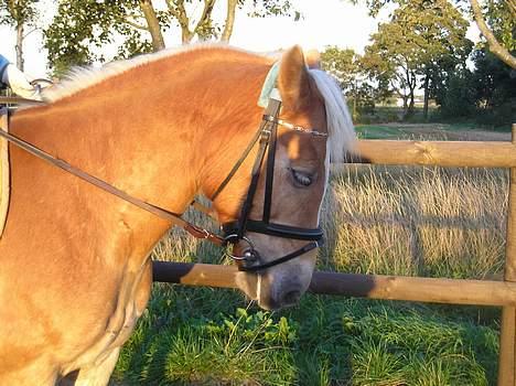 Haflinger Pilgrim - solgt - Min smukke smukke prinsesse <3 billede 10