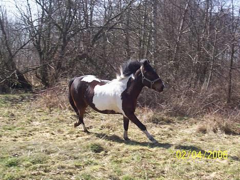 Pinto jupitor SOLGT - 2006.  den: 2 april. billede 9