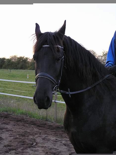 Frieser Oliver fra friesenborg - "nej vent jeg har ik fået sat hår" billede 2