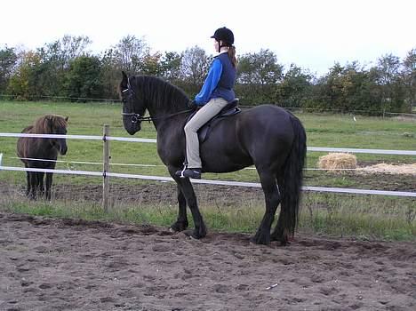 Frieser Oliver fra friesenborg -  sommeren 2005 billede 3