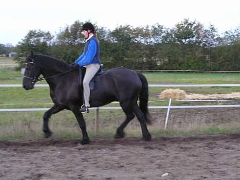 Frieser Oliver fra friesenborg - sommerdressur 2005 billede 5