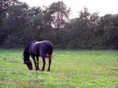 Frieser Oliver fra friesenborg - somerbilled 2005 billede 6