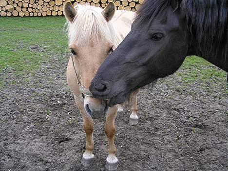 Frieser Oliver fra friesenborg - sommerbilled 2004 billede 7