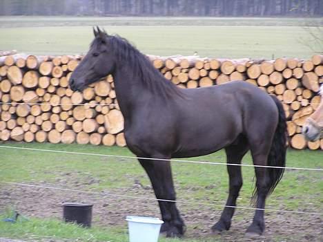 Frieser Oliver fra friesenborg - (2004) "jaaa... gullerødder" billede 8