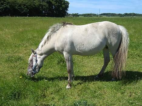 Anden særlig race Shiva - Shiva på fold.  billede 11