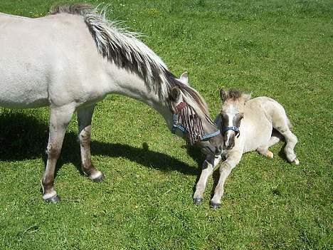 Anden særlig race Shiva - Shiva og hendes hingste føl.. Mellergårdens Surprice Simba.  billede 1